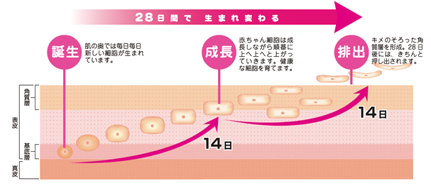 28日間で生まれ変わる